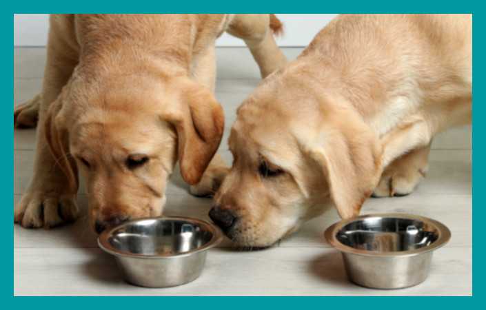 Trockenbarf Hund - Hochwertiger Mix in idealer Barf Zusammensetzung. Entscheide selbst, was in das Futter deines Hundes enthalten ist. Durch die schonende Trocknung  bleiben alle Nährstoffe enthalten. Du wählst die Zutaten, wir mischen dein Menü