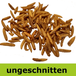 Revolution im Napf: Entdecken Sie die innovative Power von Insektenprotein für Ihren Hund.
