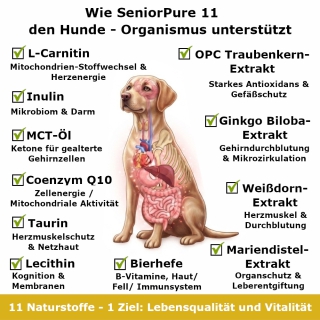 Gezielte Nährstoffe für Herz und Gehirn: SeniorPure 11 für alternde Hunde