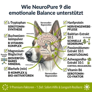 Illustration der Wirkungsweise von NeuroPure 9 im Gehirn des Hundes zur Serotonin-Synthese und Angstlösung.